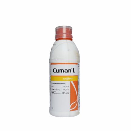 Cumen L